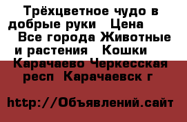 Трёхцветное чудо в добрые руки › Цена ­ 100 - Все города Животные и растения » Кошки   . Карачаево-Черкесская респ.,Карачаевск г.